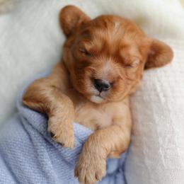 Cavalier King Charles Spaniel Puppies from Sweet Southern Cavaliers