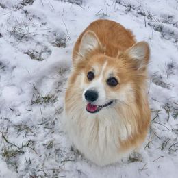 Maple - Pembroke Welsh Corgi