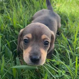 Banks - Dapple male Dachshund puppy in Bremen, Georgia from Asapp’s Sweet and Spicy Dachshunds