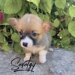 Pembroke Welsh Corgi Puppies from Circle D Corgis
