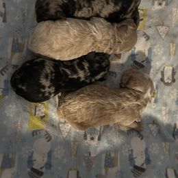 Poodle puppies from Oodlez of Mini Poodles