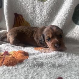 Allie - Red female Dachshund puppy in Paso Robles, California from Nicole's Dachshunds