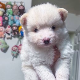 Goma - White male Pomsky puppy in Orange County, California from Pomsky Playpen