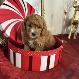 Boy 1 - Apricot male Cavapoo puppy in Nampa,, Idaho from Clig Doodle Days