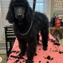 Dachshund and Poodle Puppies from Desjardin’s Poodles & Dachshunds