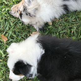 Australian Shepherd Puppies from Point Break