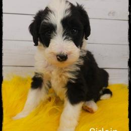 Sirloin - Black and white male Sheepadoodle puppy in Farley, Iowa from Iowa's Doodle Co.