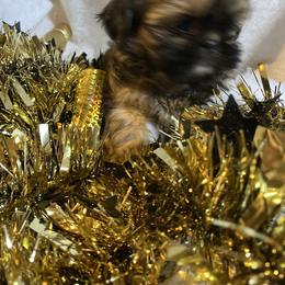 Nova - Brindle female Shih Tzu puppy in Pleasant Shade, Tennessee from Kuntry Tyme Shih Tzus