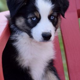 Australian Shepherds and Miniature Australian Shepherds from Gleiming Stars Aussie