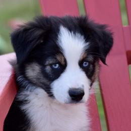 Australian Shepherds and Miniature Australian Shepherds from Gleiming Stars Aussie