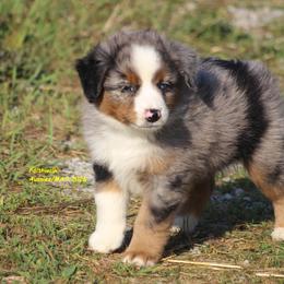 Aayla - Blue merle female Miniature American Shepherd puppy in Hillsdale, Michigan from Faithwalk Aussies and Mini American Shepherds