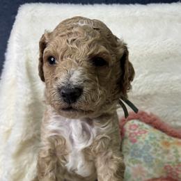 Lucky - Cream male Goldendoodle puppy in Cleveland, Georgia from The O.G. Doodles