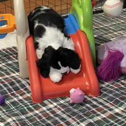 English Springer Spaniel Puppies from Dalsland