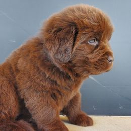 Haisley (White) - Brown female Newfoundland puppy in Winfield, Pennsylvania from Najuananlo Newfoundlands