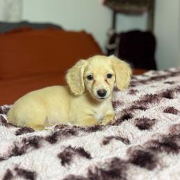 Georgia - Cream female Dachshund puppy in Durant, Oklahoma from Big Creek Mini Dachshund