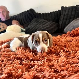 Dachshund Puppies from Boise Best Mini Dachshunds