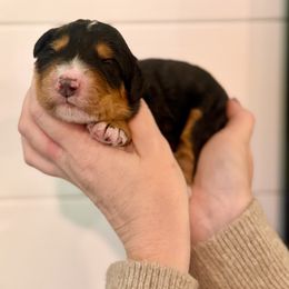 Boy 4 - male Bernedoodle puppy in Salt Lake County, Utah from Coco Avenue Pups