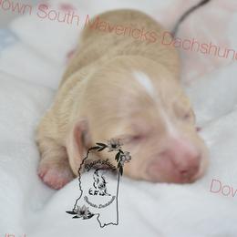Cream girl - Cream female Dachshund puppy in Seminary, Mississippi from Down South Mavericks Dachshunds