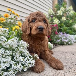 Kion - Apricot male Irish Doodle puppy in Hammond, Wisconsin from Queen of the Hill Puppies