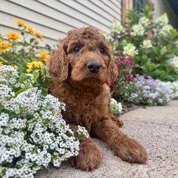 Kion - Apricot male Irish Doodle puppy in Hammond, Wisconsin from Queen of the Hill Puppies