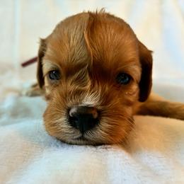 Lil - Red female Cavapoo puppy in Adrian, Oregon from ApplebyFarm