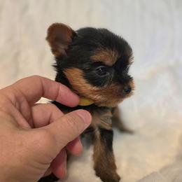 Lili - Black and gold female Yorkshire Terrier puppy in Luray, Tennessee from Little Angel Yorkies