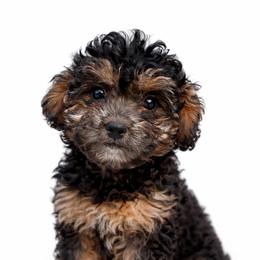 Coco - Black and tan female Cavapoo puppy in Warrensburg, Missouri from Supreme Doodles
