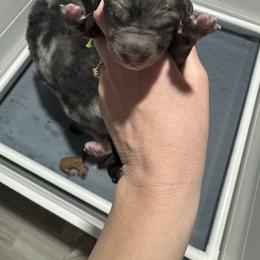 Green collar - Blue merle male Bernedoodle puppy in Lehi, Utah from Our Little Farm Life Doodles