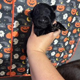 Yukon - Black male German Shepherd puppy in Watervliet, Michigan from M&M Shepherd Farms