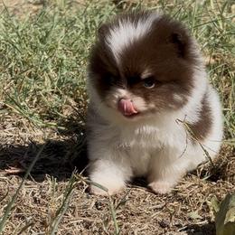 Pomeranian Puppies from Cascade Pomeranians
