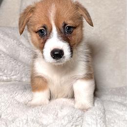 Pembroke Welsh Corgi Puppies from Sorrel Sands Corgis