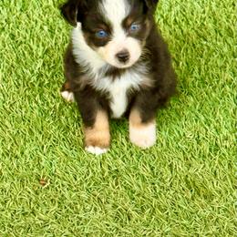 Tri male 4 Blue eyes - Black tri male Toy Australian Shepherd puppy in Lemon Cove, California from Magic Ranch Mini Aussies