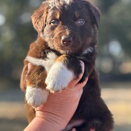 Jess - Red tri-color male Australian Shepherd puppy in Uvalda, Georgia from Happy Ours Australian Shepherds