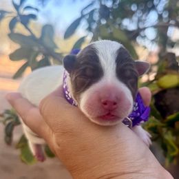 Purple - Blue female Australian Cattle Dog puppy in Sahuarita, Arizona from A2 Australian Cattle Dogs