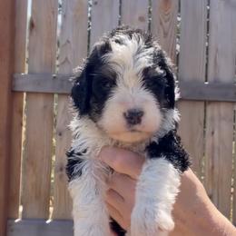 Shirley - Tri-color female Bernedoodle puppy in Portland, Oregon from Sandy Creek Bernedoodles