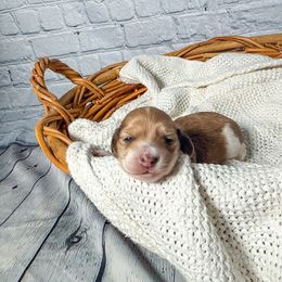 Annie - Cream female Dachshund puppy in New Albany, Mississippi from Double A. Doxies