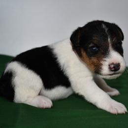 Oliver - White black and tan male Wire Fox Terrier puppy in Draper, Virginia from Shady Oaks WFT
