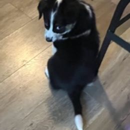 Miniature Australian Shepherd Puppies from Amberwood DD Aussies