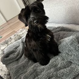 Pup #4 - Black Miniature Schnauzer puppy in Columbia, South Carolina from DM Schnoodles and schnauzers