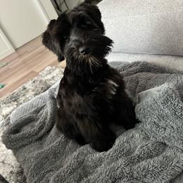 Pup #4 - Black Miniature Schnauzer puppy in Columbia, South Carolina from DM Schnoodles and schnauzers