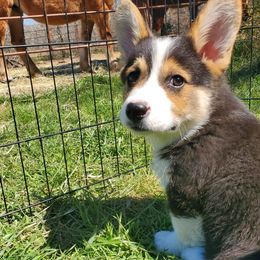 Bullmastiffs from Jenkins Family Bullmastiffs
