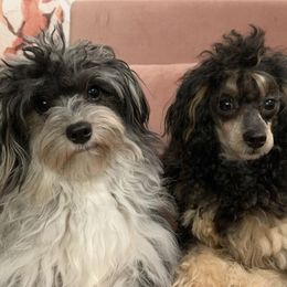 Aussiedoodles and Poodles from Bee Haven Poodles and Doodles