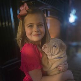 Tiny Red blue collar - Red fawn female Chinese Shar-Pei puppy in Rome, Pennsylvania from Maynard Hills Chinese Sharpeis