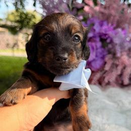 Taz - shaded long hair - Sable male Dachshund puppy in Lakeland, Florida from Elite Doxies Florida