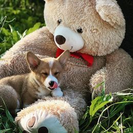 Pembroke Welsh Corgi Puppies from Clearsky Corgis