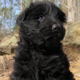 Blue Collar - Male - Black male German Shepherd puppy in Charlotte, North Carolina from Zuflucht K9s