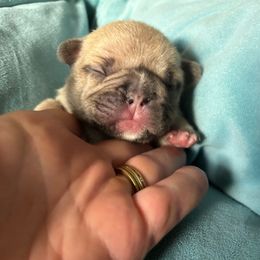 Franki - Fawn female French Bulldog puppy in Cave Junction, Oregon from Oregon Frenchie Paradise