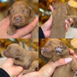 Mango - Red  female Goldendoodle puppy in Yuciapa, California from AlltheDoodlez_