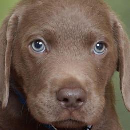 Rex - Silver male Dilute Retriever puppy in Missouri City, Texas from Labrador Retriever Puppies