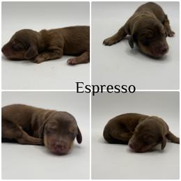 Espresso limited AKC - Chocolate and cream male Dachshund puppy in Bartlesville, Oklahoma from Kippers Keepsake Dachshunds